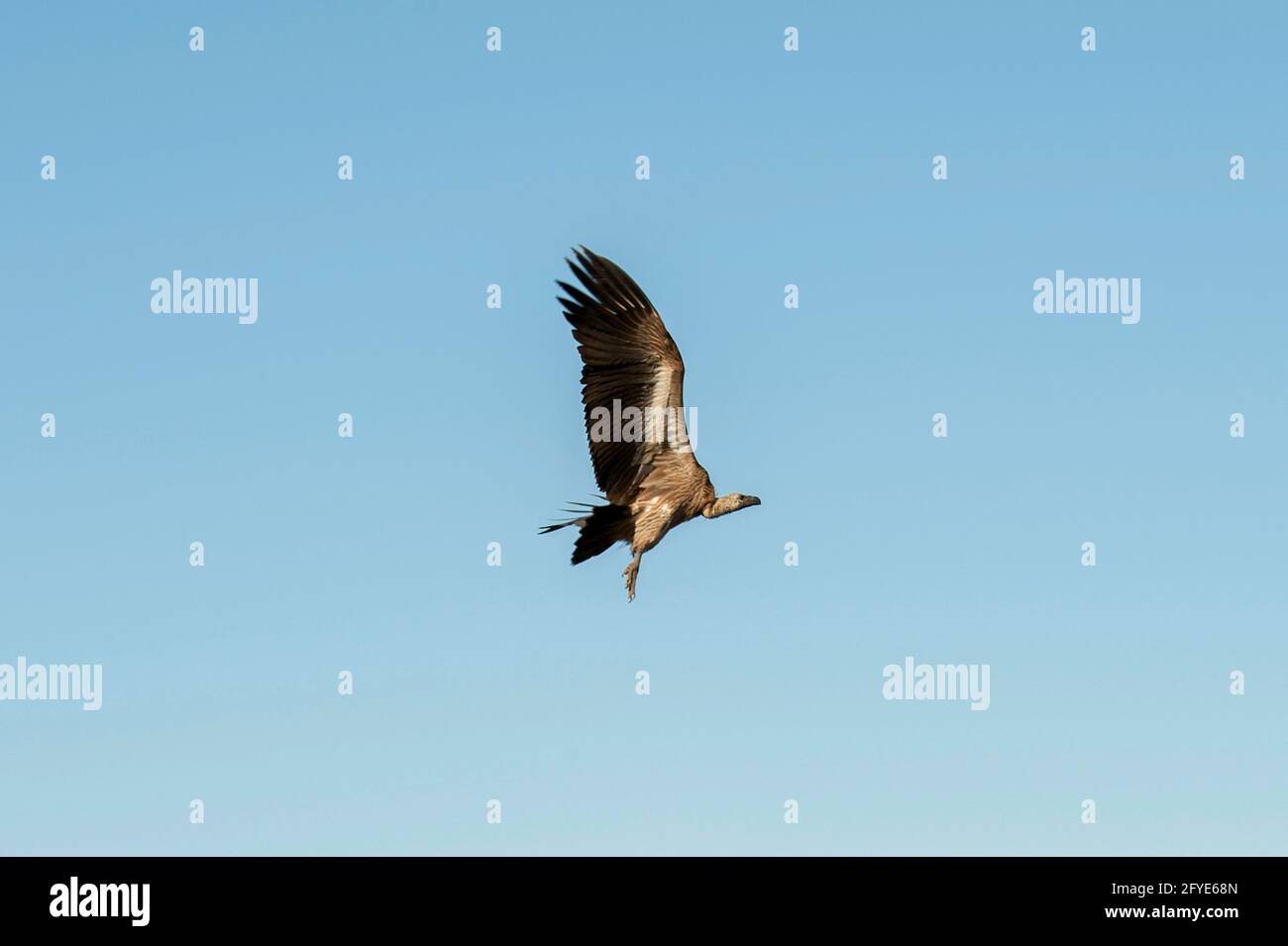 Capo Vulture, coproteri Gyps, in volo, Parco Nazionale Kruger, Mpumalanga, Sudafrica Foto Stock