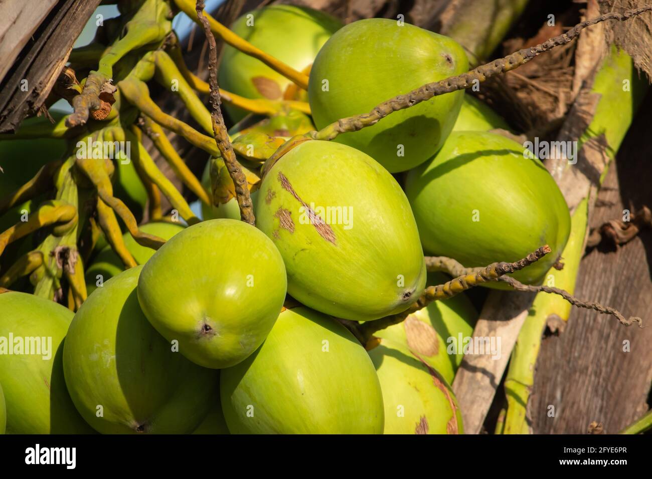 Fresco nuovo nato Baby noci di cocco su un albero di cocco piantagioni. Cluster di fresco cocco palme da cocco sul suo albero. Achinga , cocco piccolo, cocco piccolo Foto Stock