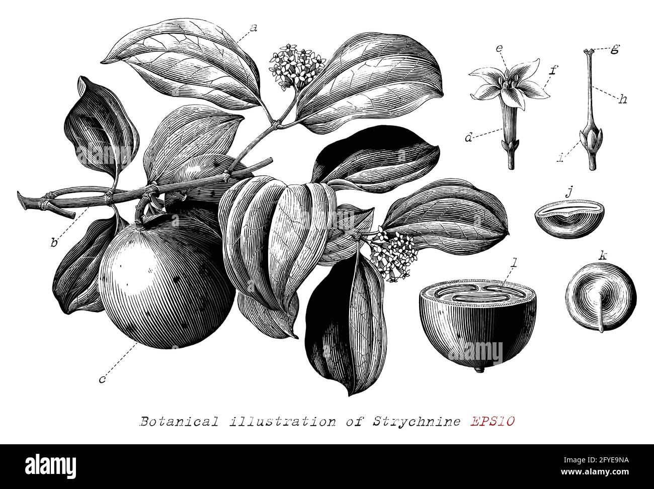 Illustrazione botanica di Strychnine disegnata a mano in stile di incisione vintage nera e clip art bianco isolato su sfondo bianco Illustrazione Vettoriale