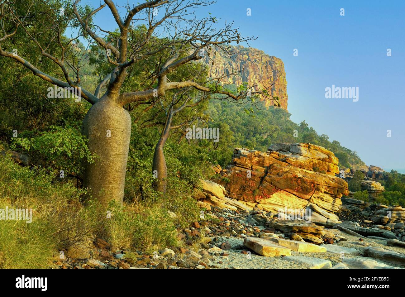 Boab Tree al punto raft, il Kimberley, Australia occidentale, Australia Foto Stock