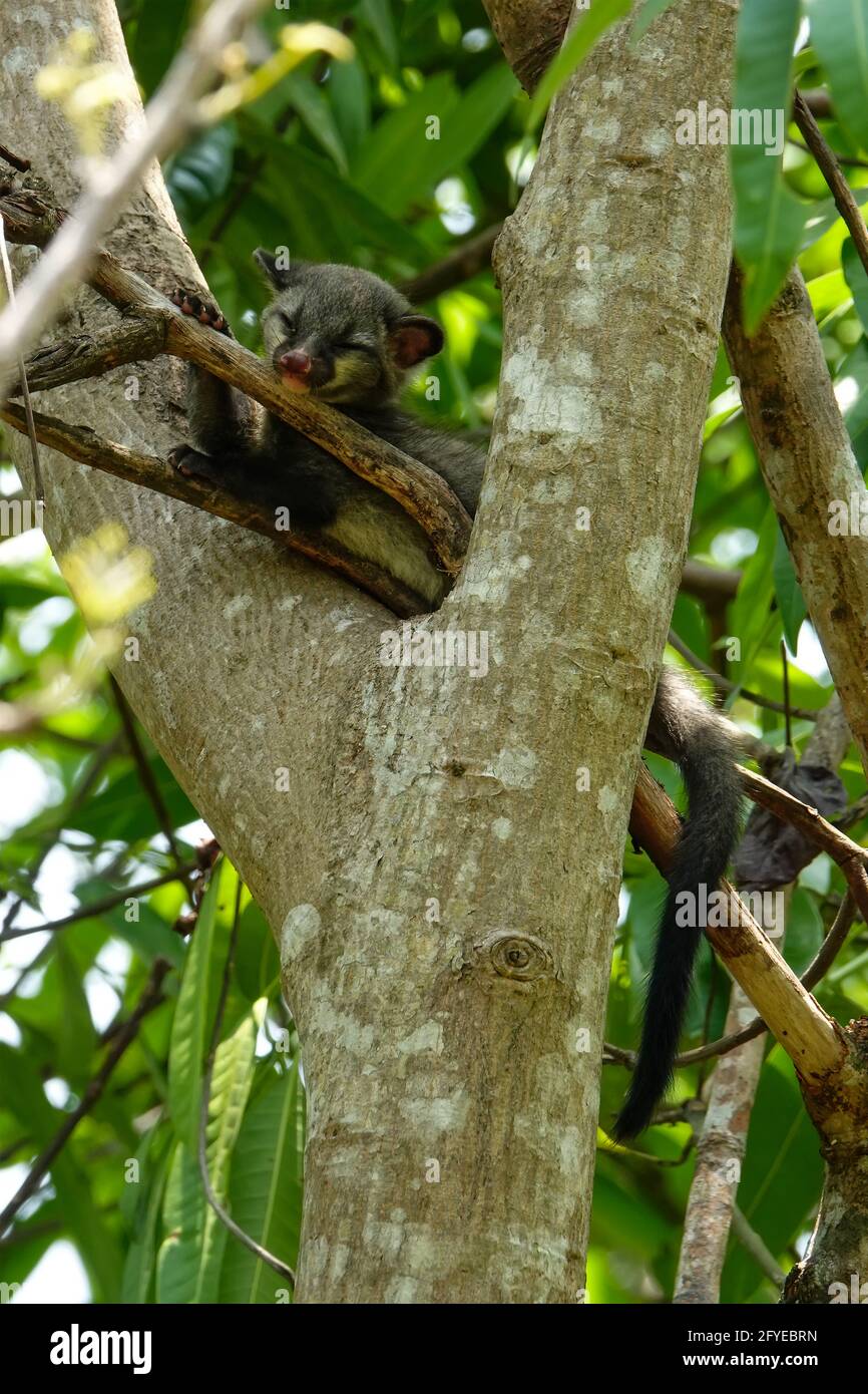 Cucciolo di civetta di palme asiatiche sugli alberi, UNA creatura minuscola persa nella giungla, temuto, perso, & abbandonato occhi cubici nei raggi di sole di metà giornata... Foto Stock