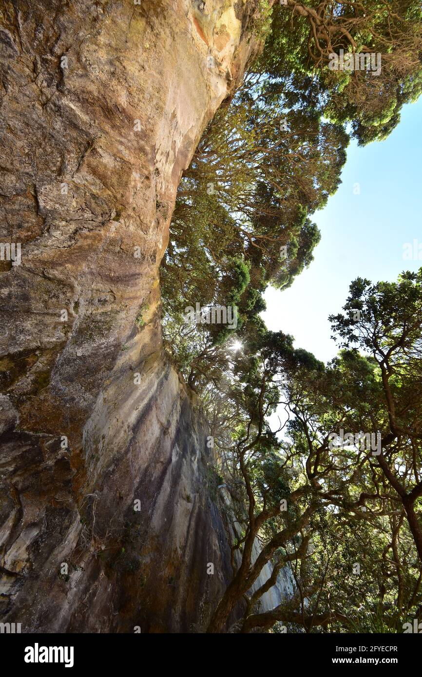 Parete rocciosa verticale con fitta crescita di alberi di pohutukawa sulla parte superiore e raggi solari penetranti cime degli alberi. Foto Stock