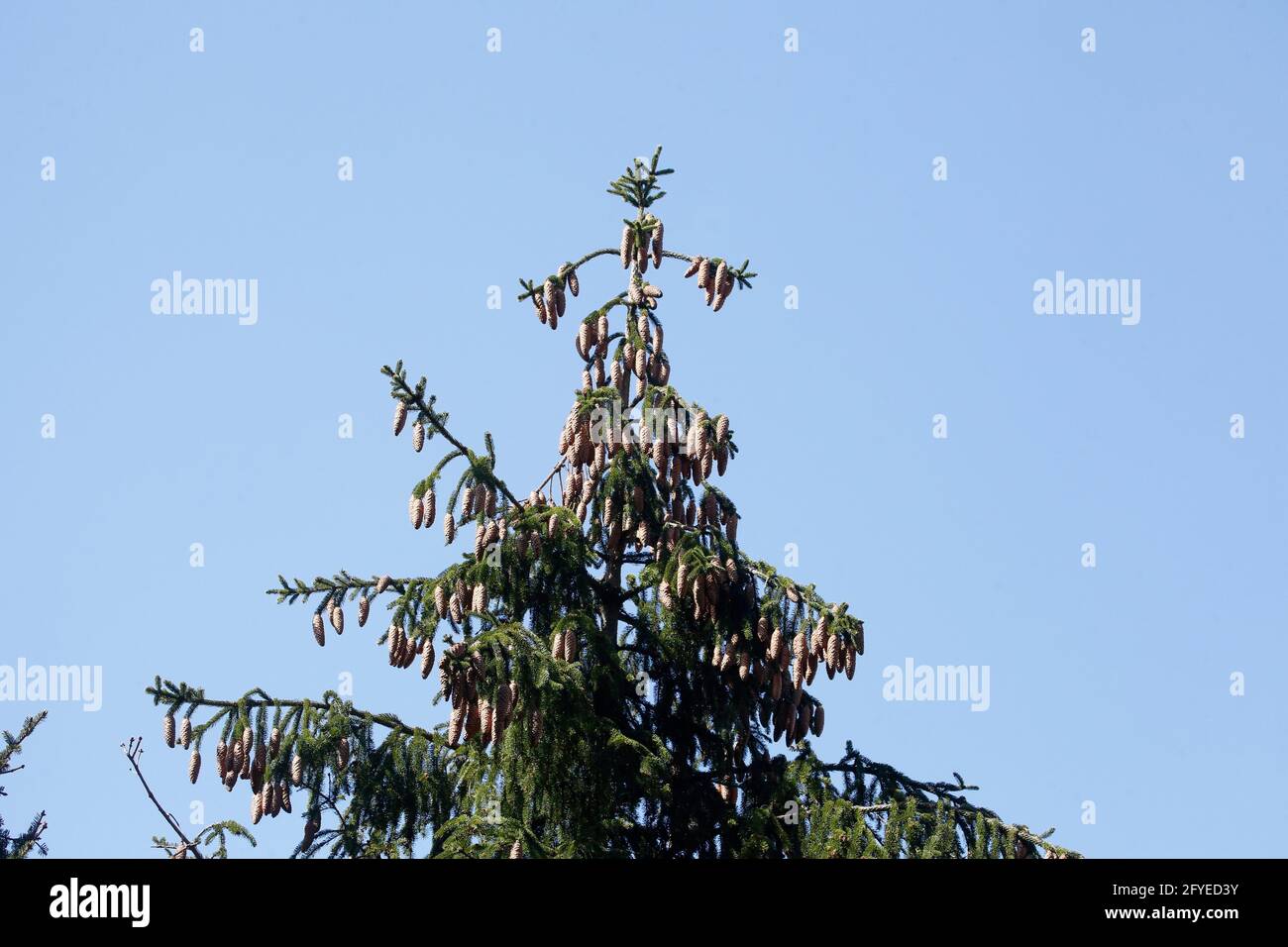 Tannenbaum, Tannenzapfen, Baumkrone, Blauer Himmel Foto Stock