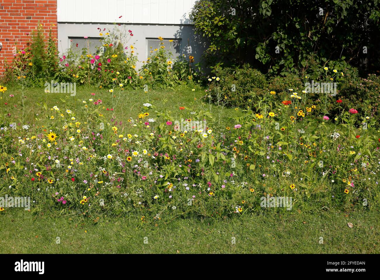 Bunte Sommerblumen in einem Vorgarten, Deutschland, Europa Foto Stock