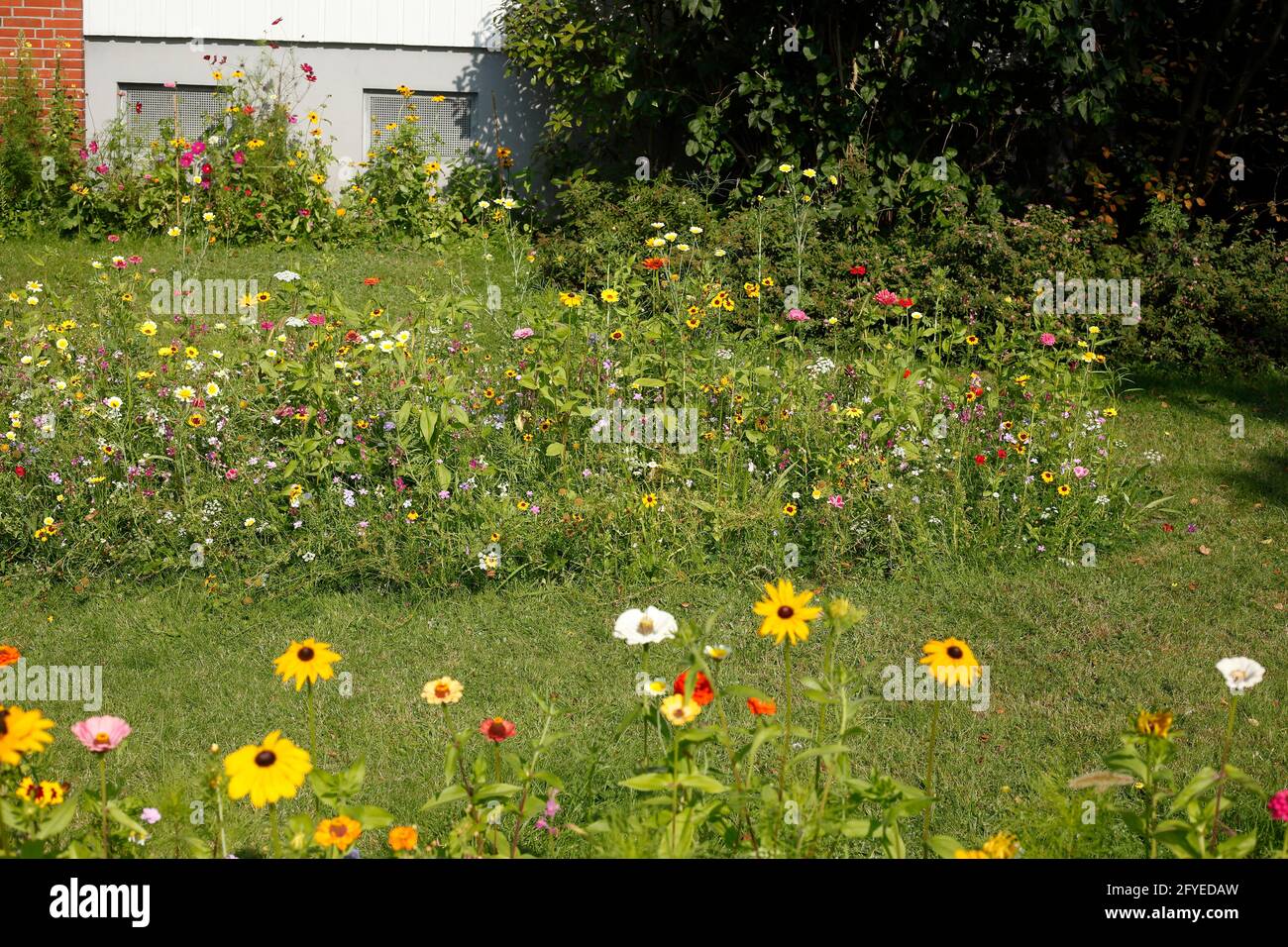 Bunte Sommerblumen in einem Vorgarten, Deutschland, Europa Foto Stock