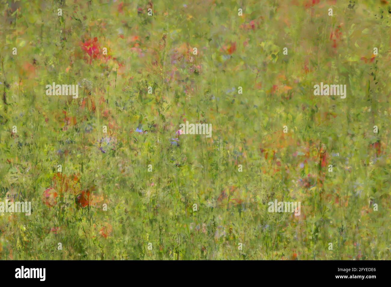 Bunte Sommerblumen auf einer Blumenwiese, unscharf, abstrakt, Deutschland, Europa Foto Stock