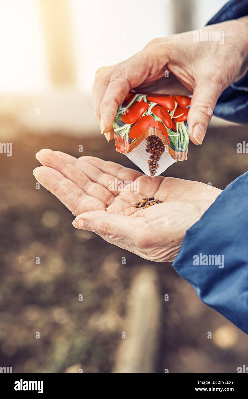 La donna anziana versa i semi di ravanello da un sacchetto di carta sopra palma rugosa sopra il terreno in giardino di cucina il giorno di primavera chiudere la vista superiore Foto Stock