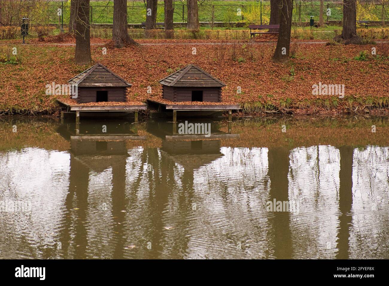 Due case d'anatra vicino ad uno stagno nel parco cittadino di Zamosc. Paesaggio autunnale. Foto Stock