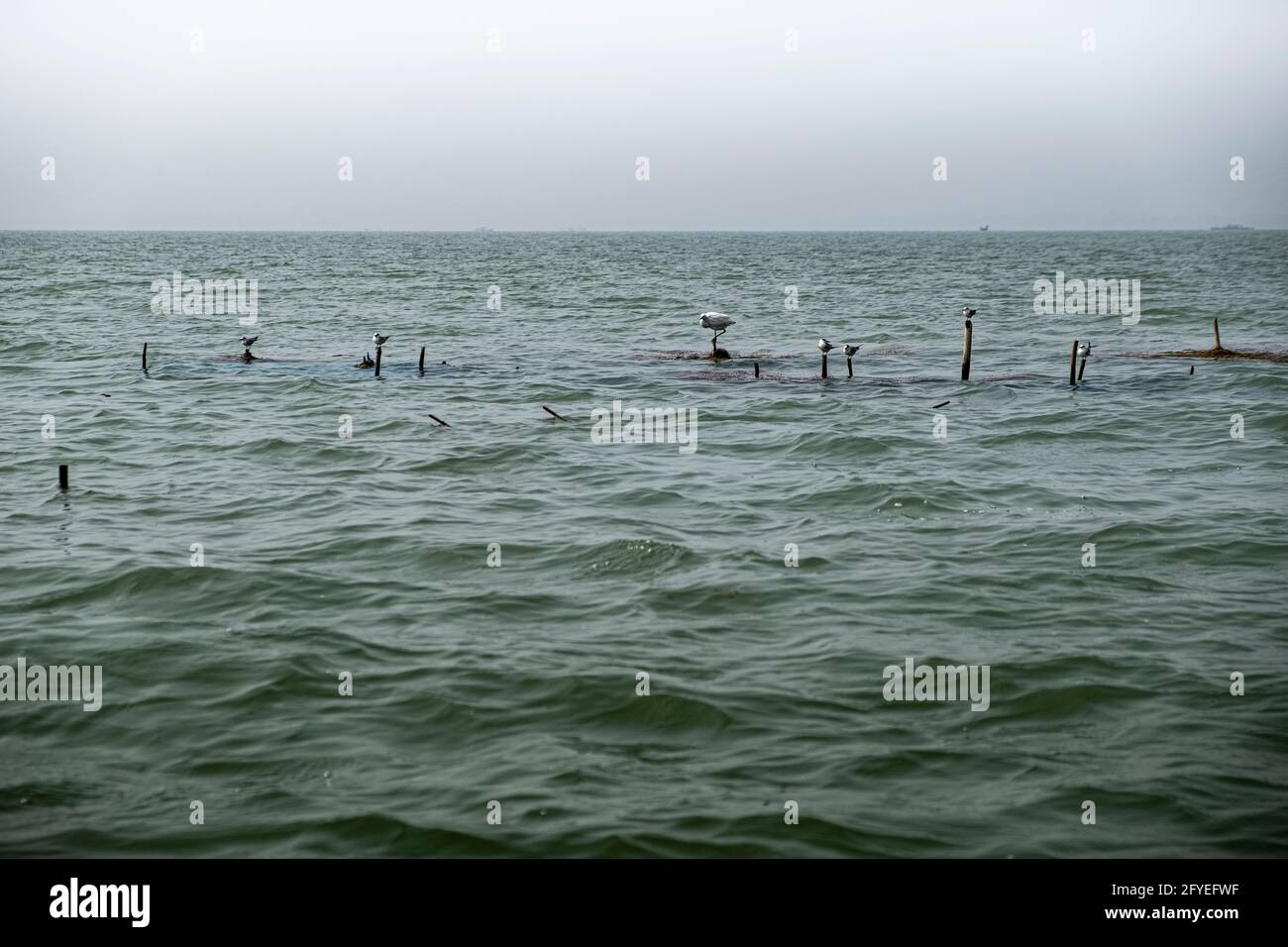 Uccelli nel lago Chilika Foto Stock
