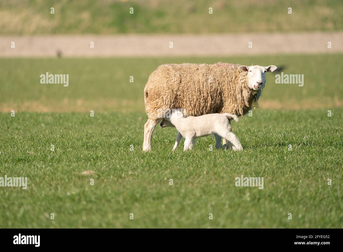 Madre pecora e i suoi agnelli gemelli bere latte dalla pecora. In primavera mattina Foto Stock