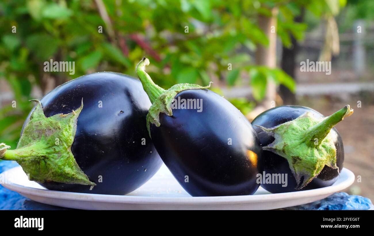 Fresco biologico Raw Baby Indian Eggplants in una ciotola bianca. Concetto di verdure. Foto Stock