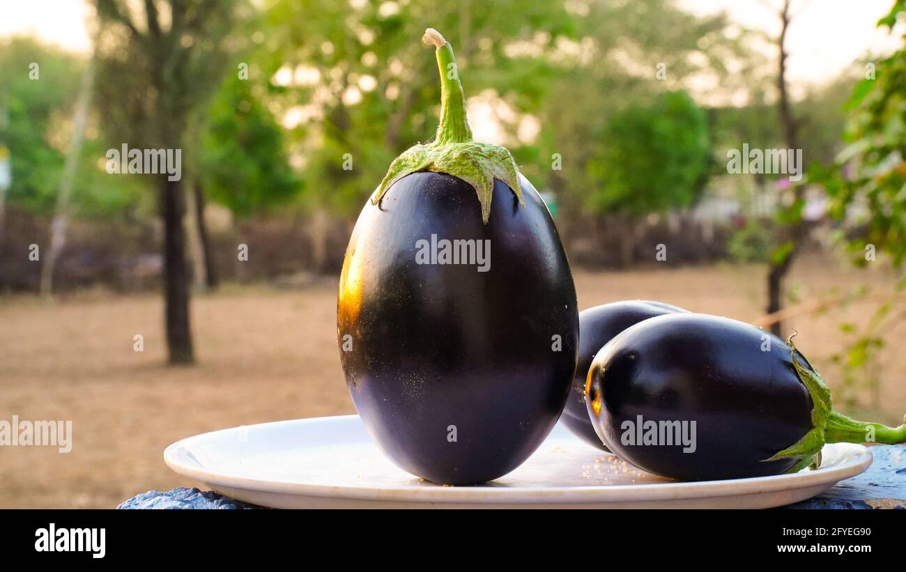 Grezza Purple Eggplant in uno speciale cesto di vimini per Eggplant su sfondo tramonto. Foto Stock