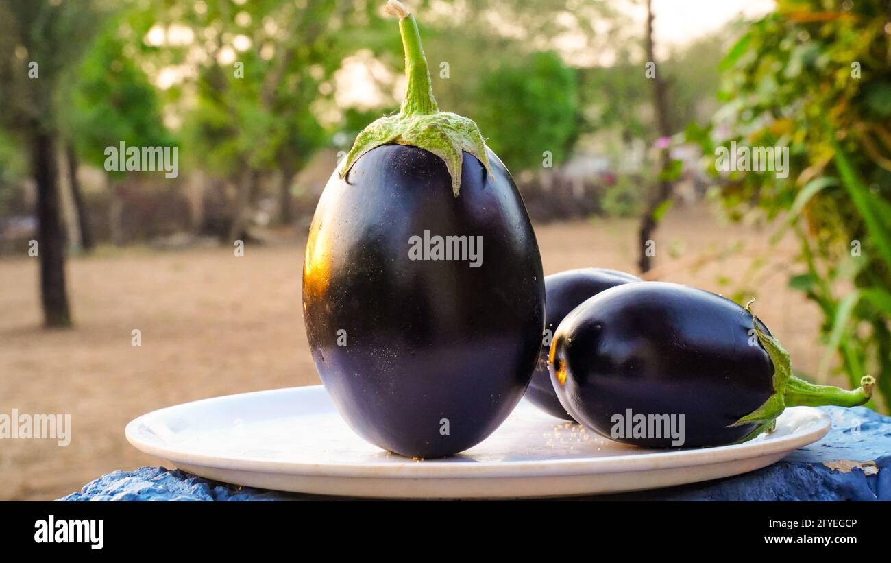 Melanzane fresche e sfondo tramonto. Melanzana viola cruda in un cestino speciale di vimini per Eggplant su sfondo sfocato. Foto Stock