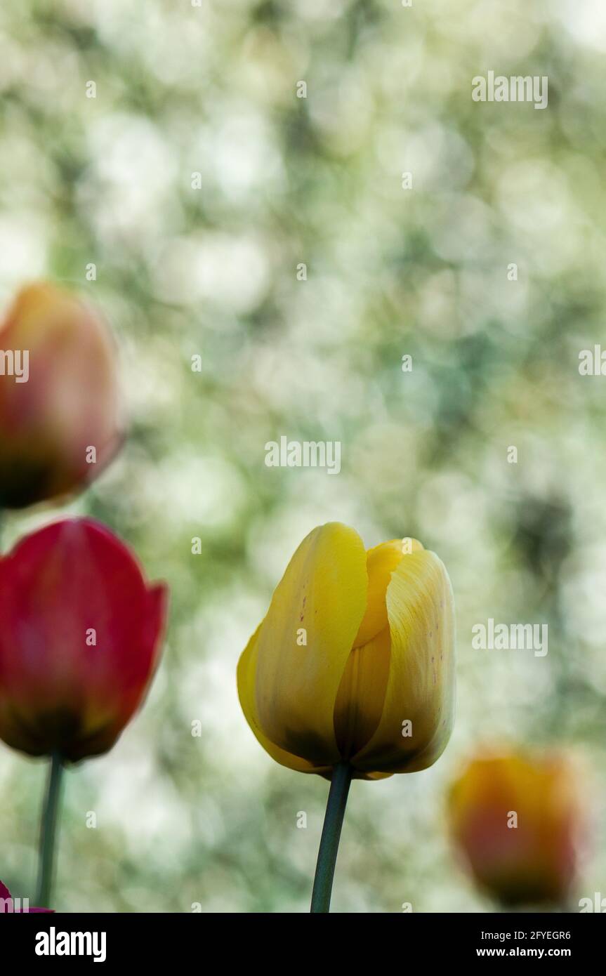 tulipani multicolore in un giardino Foto Stock