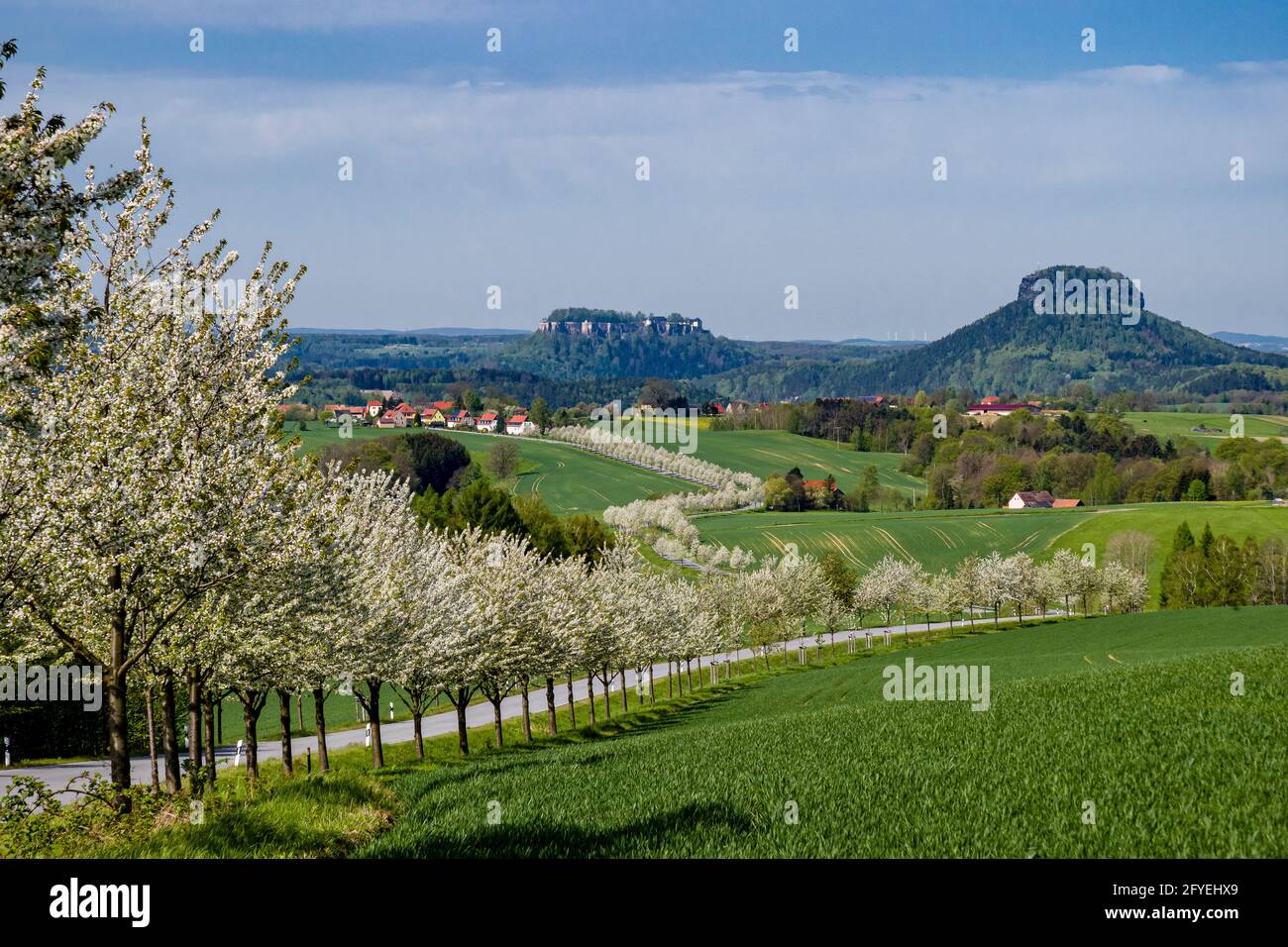Un vicolo di ciliegi fioriti, che conduce al piccolo villaggio di Rathmannsdorf, la tavola rocce Lilienstein e castello Königstein in lontananza. Foto Stock