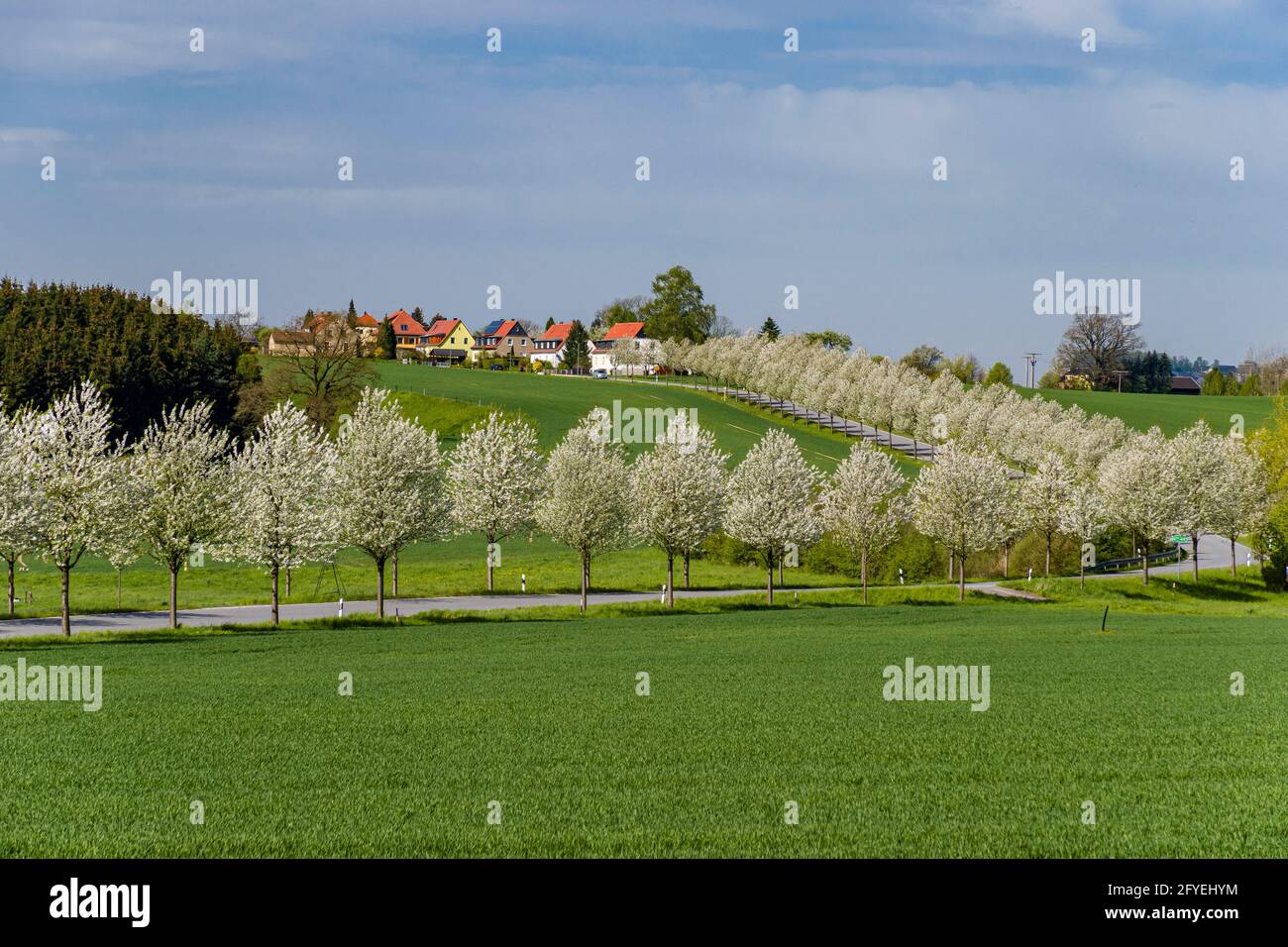 Un vicolo di ciliegi in fiore, che conduce al piccolo villaggio di Rathmannsdorf. Foto Stock