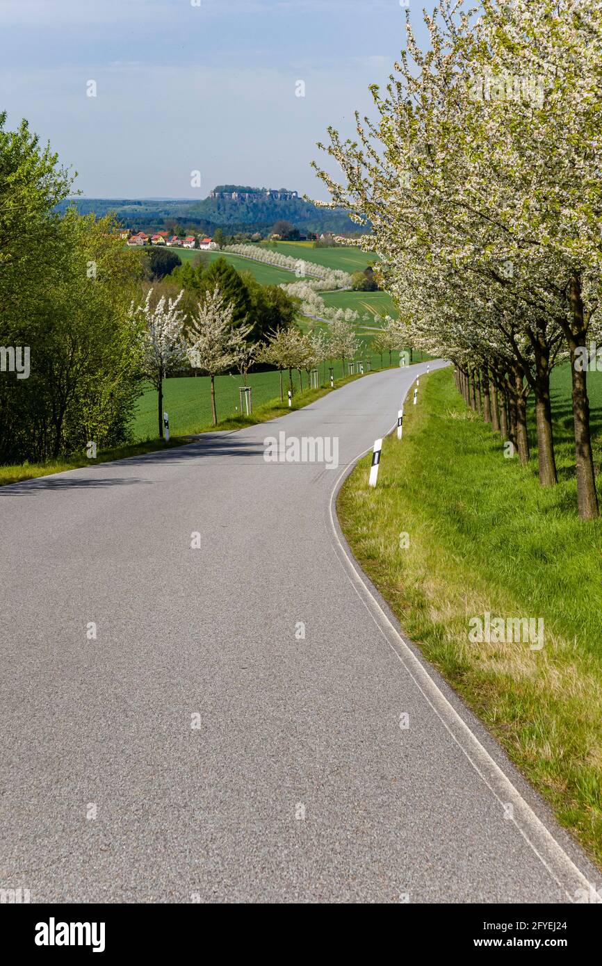 Una strada, fiancheggiata da ciliegi fioriti, che conduce al piccolo villaggio di Rathmannsdorf, la tavola roccia castello Königstein in lontananza. Foto Stock