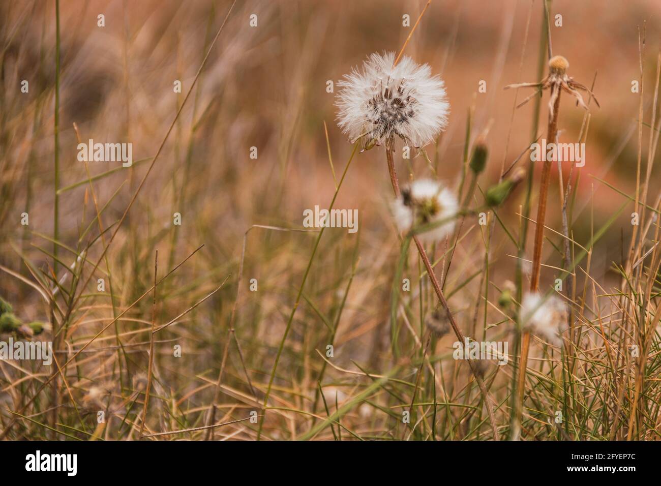 Taraxacum officinale in mezzo alle erbacce nel campo con una palla di cyselas e pappus bianchi che volano spento se soffiato per impollinare e germi Foto Stock