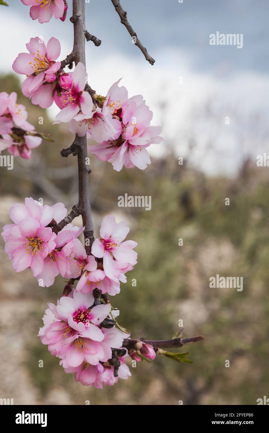 Boccioli di fiori di mandorla immagini e fotografie stock ad alta  risoluzione - Alamy