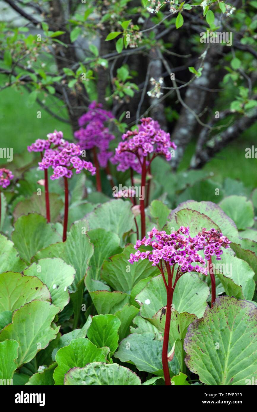 Bergenia cordifolia, elefanti orecchie fioritura in primavera Foto Stock
