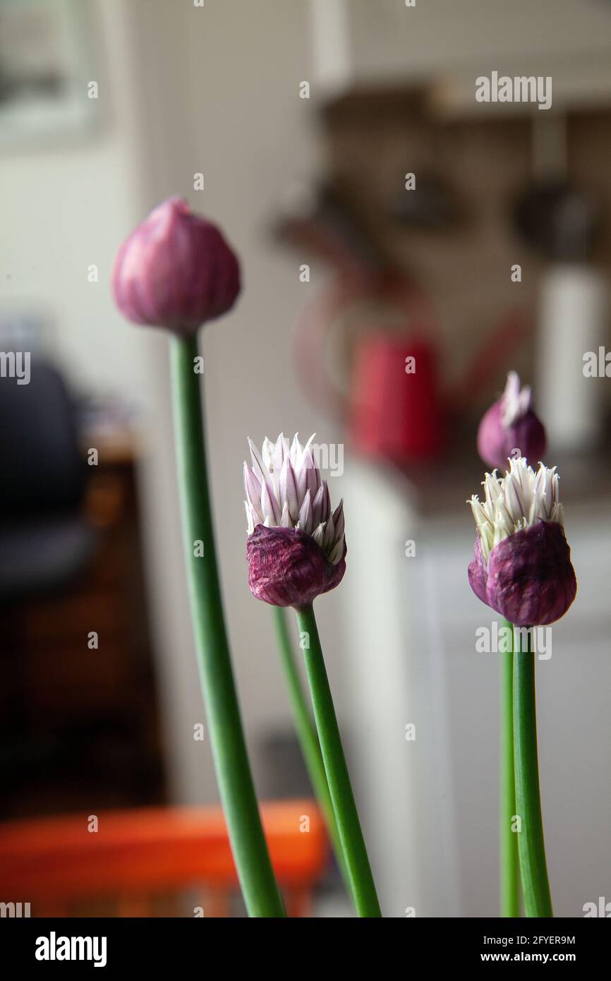 Allium schoenoprasum, fiori di erba cipollina e boccioli. Primavera Foto Stock