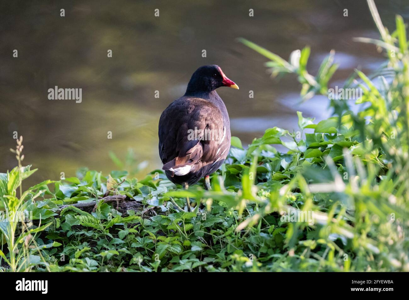 Lione (Francia), 25 maggio 2021. Un gallinolo di moorhen in fogliame al bordo di un lago. Foto Stock