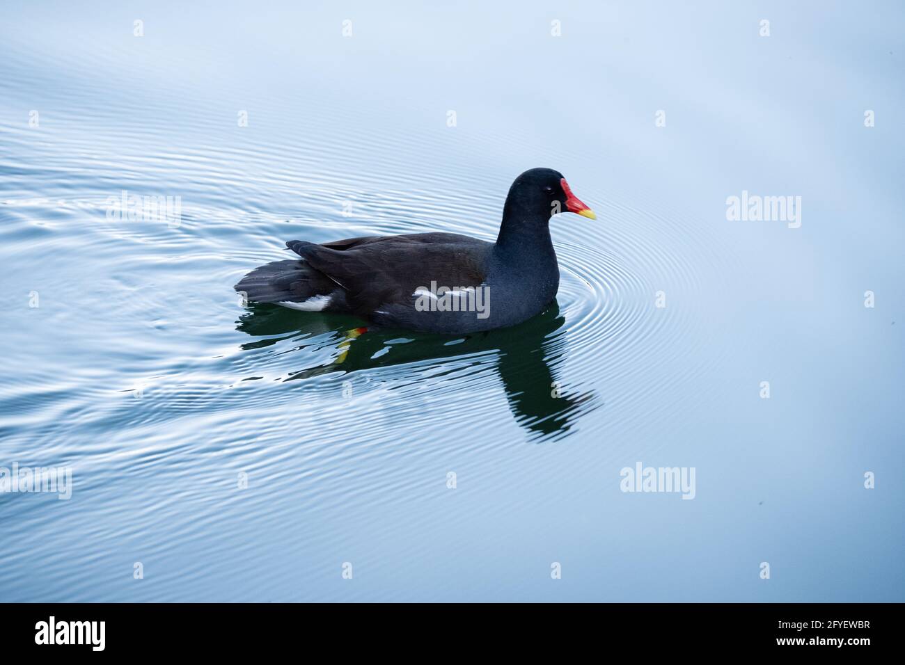 Lione (Francia), 25 maggio 2021. Un gallinule di moorhen che si muove sull'acqua di un lago. Foto Stock