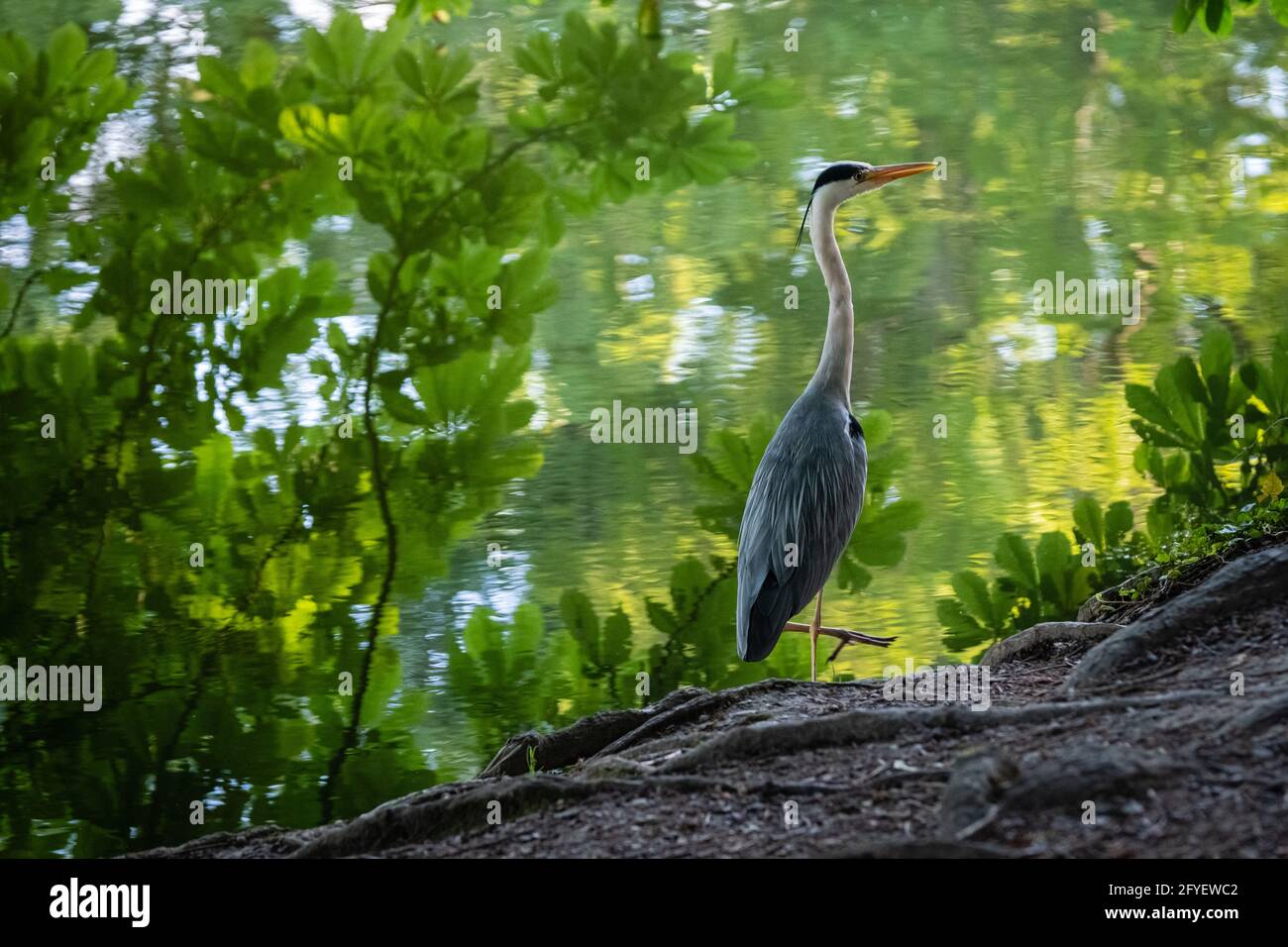 Lione (Francia), 25 maggio 2021. Un airone al bordo dell'acqua. Foto Stock