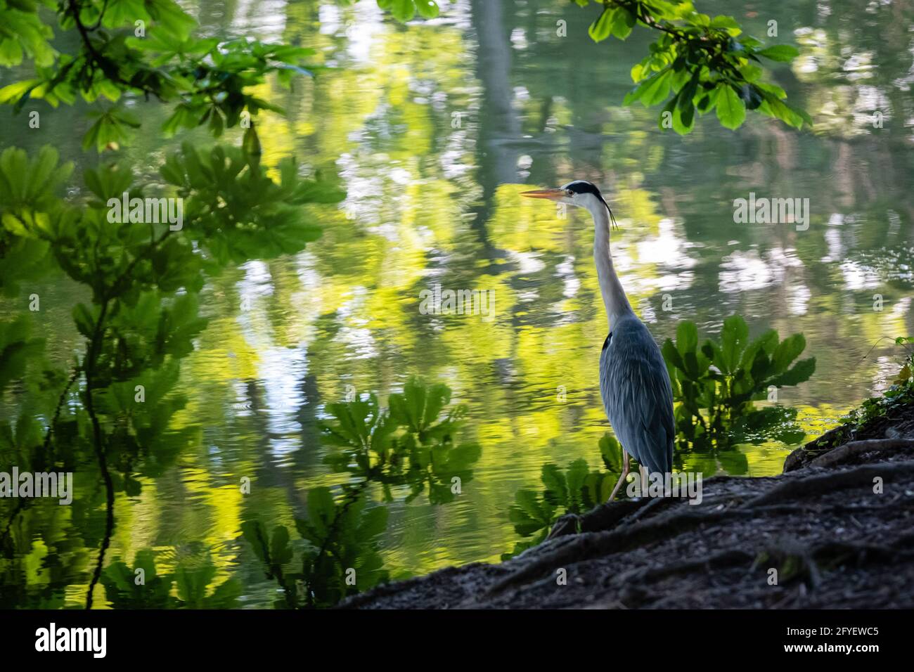 Lione (Francia), 25 maggio 2021. Un airone al bordo dell'acqua. Foto Stock