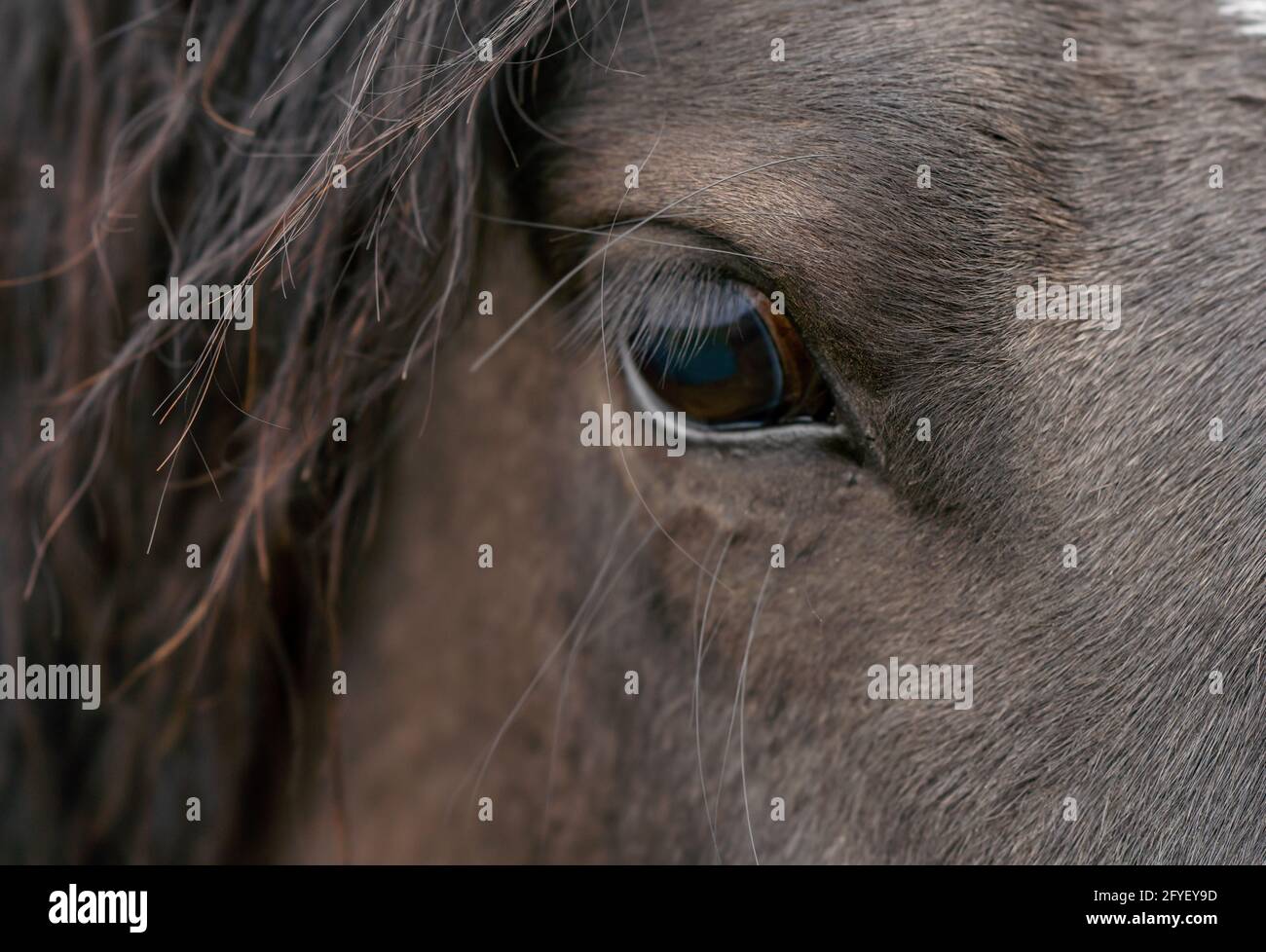 Intelligente, bello e allo stesso tempo triste occhio di cavallo con acrobazie lunghe. Foto Stock