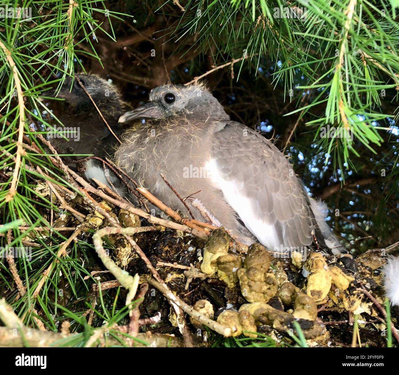 Due piccioni di legno giovani in un nido - sono chiamati squabs a questa età e si nutrono interamente con una dieta liquida che i genitori rigurgitano. Foto Stock