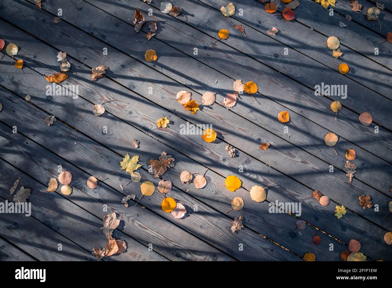 Vecchie tavole di pavimenti in legno coperte di autunno giallo caduto foglie Foto Stock
