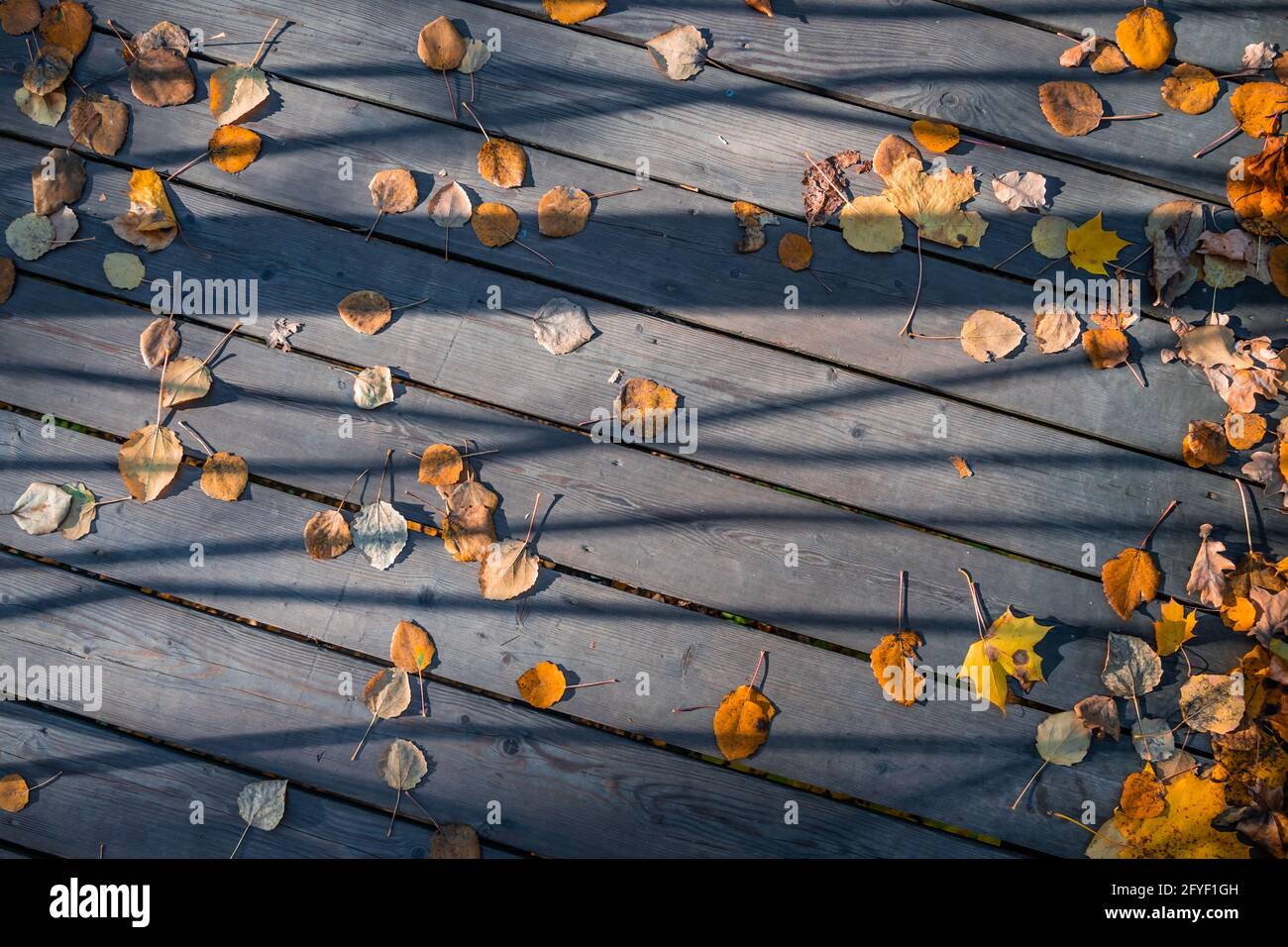 Vecchie tavole di pavimenti in legno coperte di autunno giallo caduto foglie Foto Stock