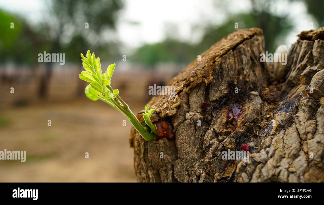 Albero di drumstick con nuove foglie germogliate in primavera. Nuovi germogli fragili sullo sfondo di una bella struttura di corteccia di alberi. Foto Stock Albero di drumstick con nuove foglie germogliate in primavera. Nuovi germogli fragili sullo sfondo di una bella struttura di corteccia di alberi. Foto Stock