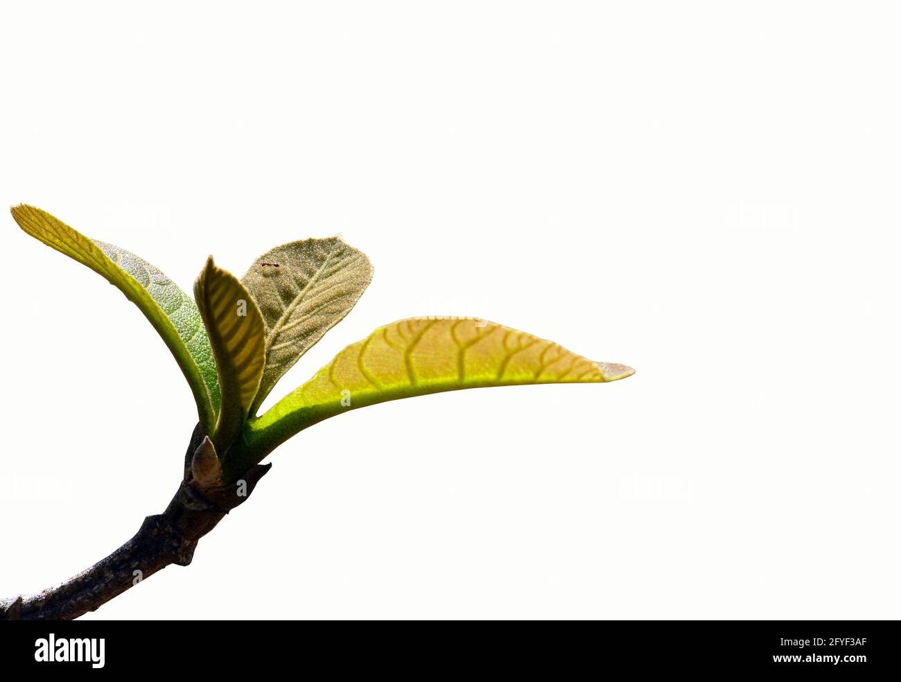 Primo piano di belle foglie giovani della pianta di teak (Tectona grandis) e una formica, fuoco selezionato, isolato su sfondo bianco Foto Stock