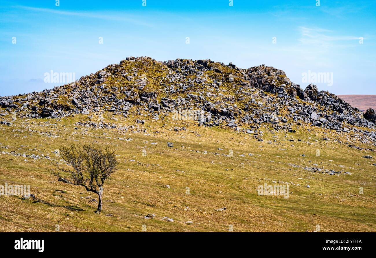 La cresta rocciosa tagliente di Leather Tor assomiglia ad una pinna dorsale enorme che si erge dal paesaggio, Dartmoor National Park, Devon, Inghilterra, Regno Unito. Foto Stock
