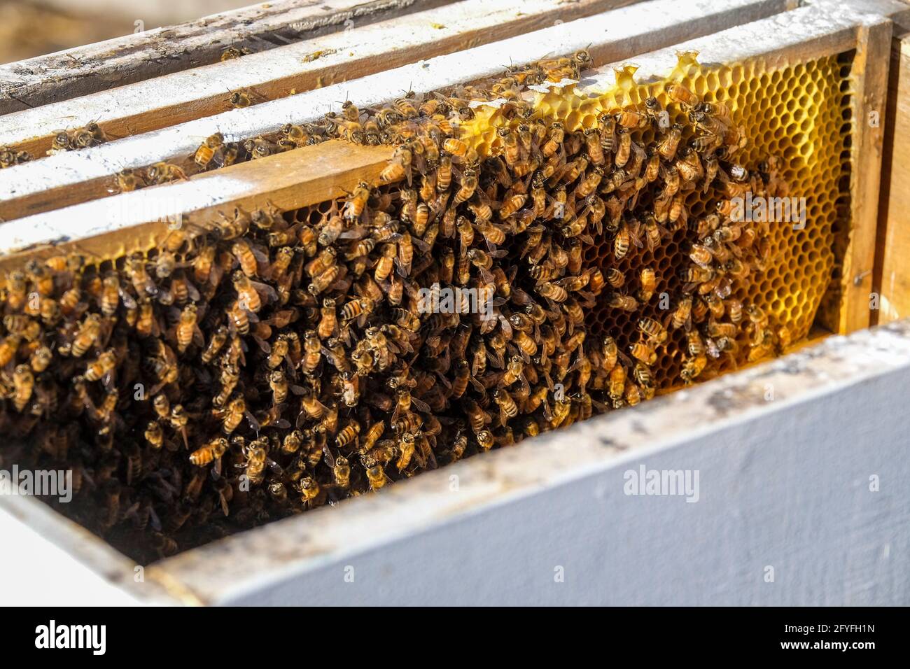 Una cornice di api di miele da un alveare sano Foto Stock