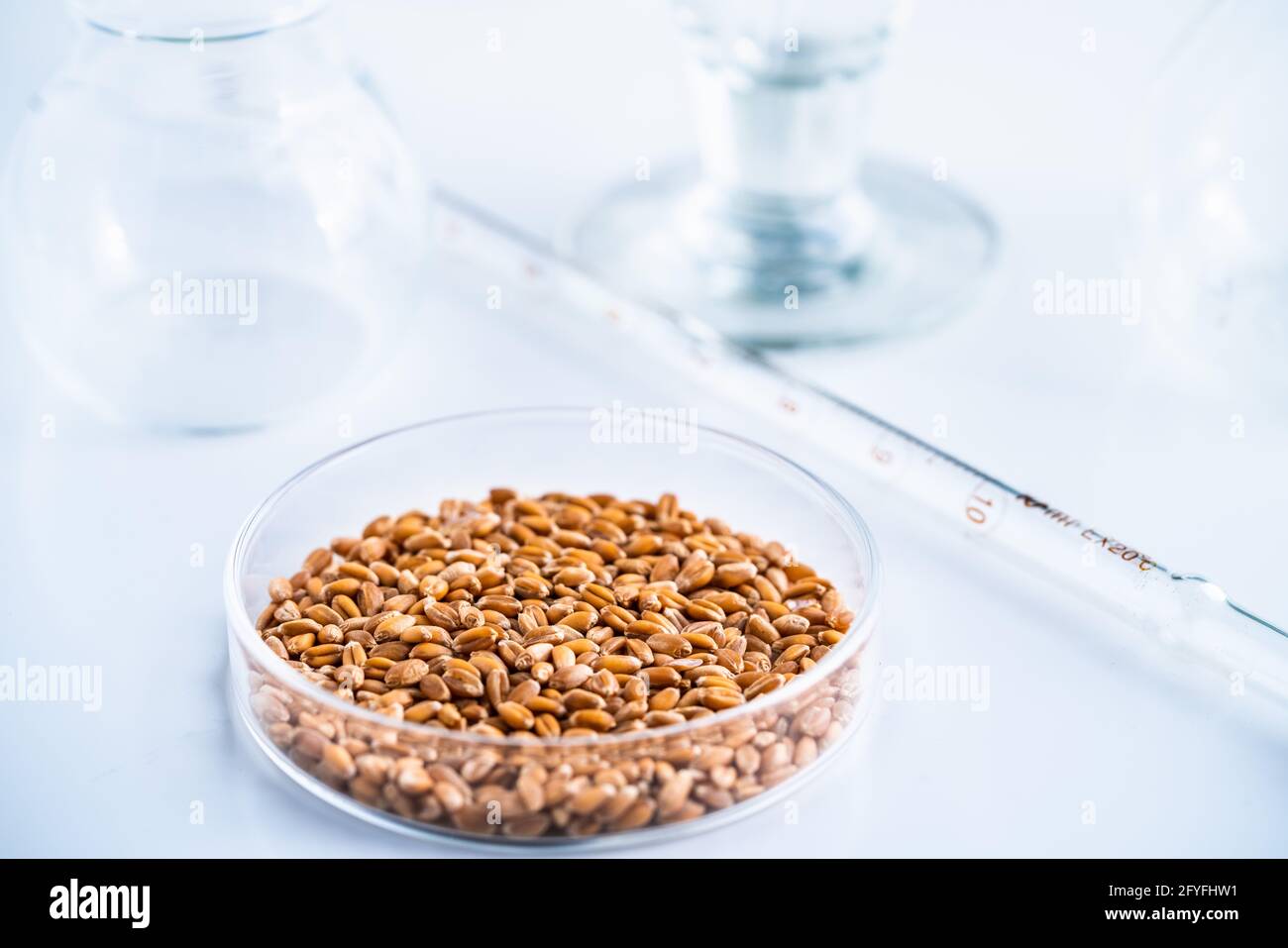 Laboratorio di ricerca agroalimentare. Grani di grano in una piastra di Petri. Foto Stock