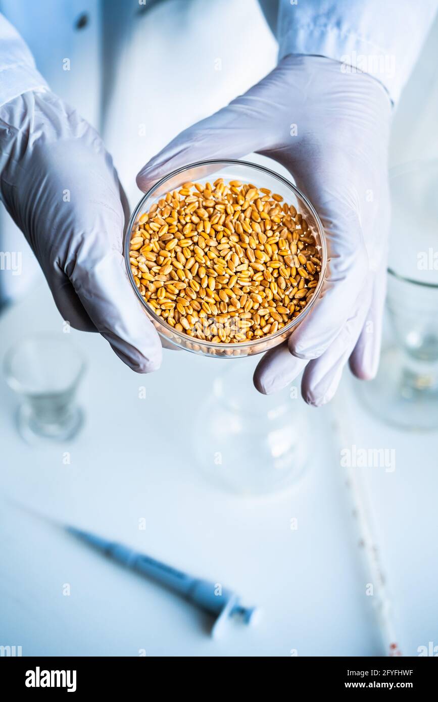 Laboratorio di ricerca agroalimentare. Grani di grano in una piastra di Petri. Foto Stock
