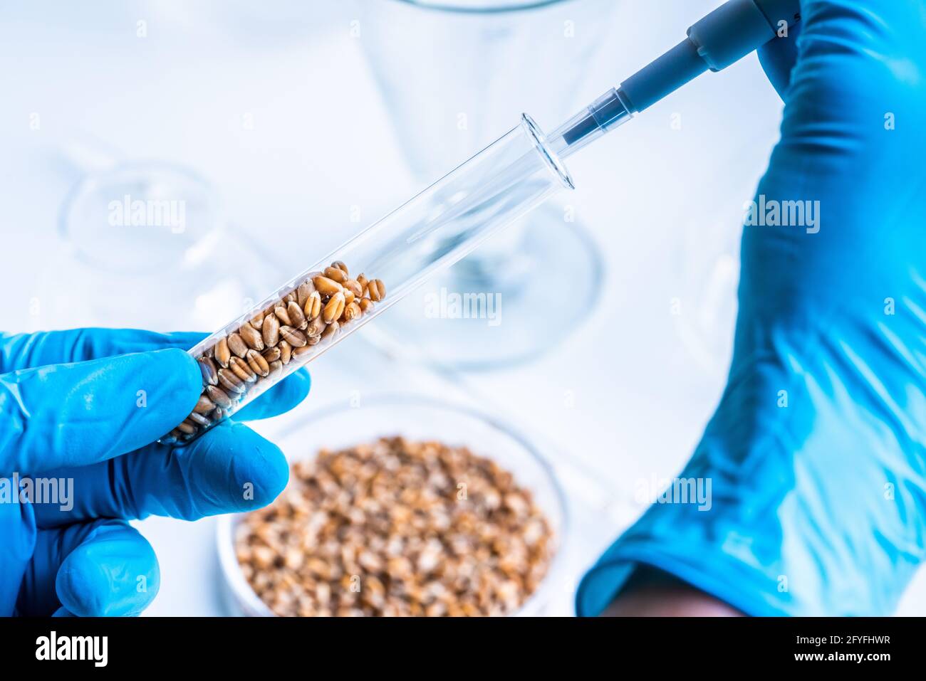 Laboratorio di ricerca agroalimentare. Grani di grano in una provetta. Foto Stock