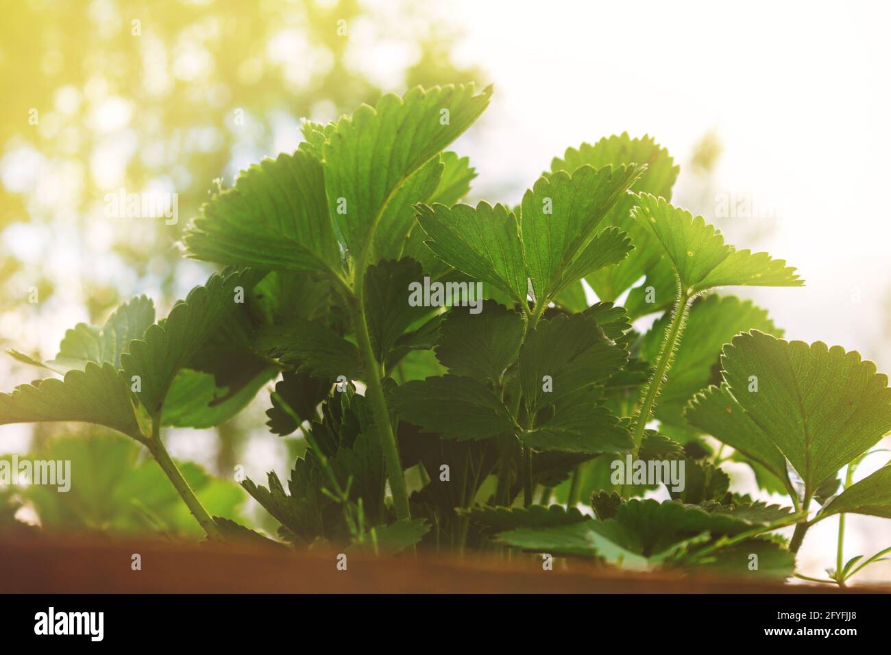 Giardino pianta di fragole in estate soleggiato giorno. Foto Stock