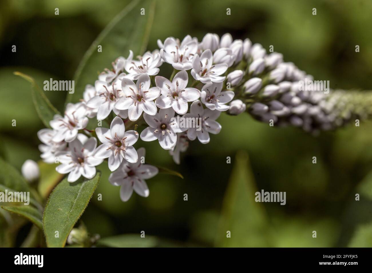 Lysimachia cletroides fiore, fiori erbacei bianchi a forma di ciotola in un racema terminale, Gooseneck Loosestrife Foto Stock