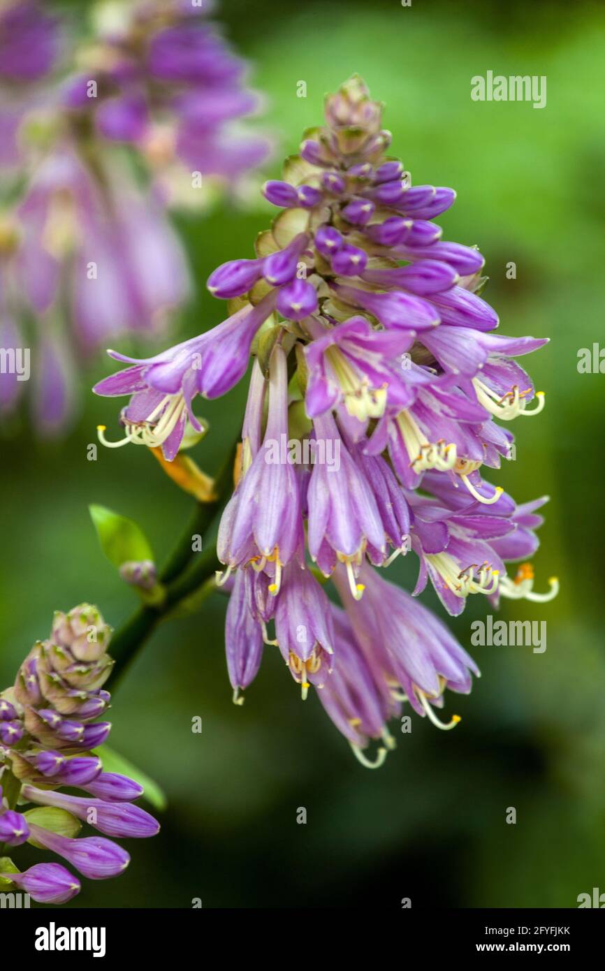 Blue Hosta Flowers Plantain Lily Flower in Full Bloom Violet Hardy Hosta Flower Summer June Plant Blooming July Garden Blue Flowers Beautiful Hosta Foto Stock