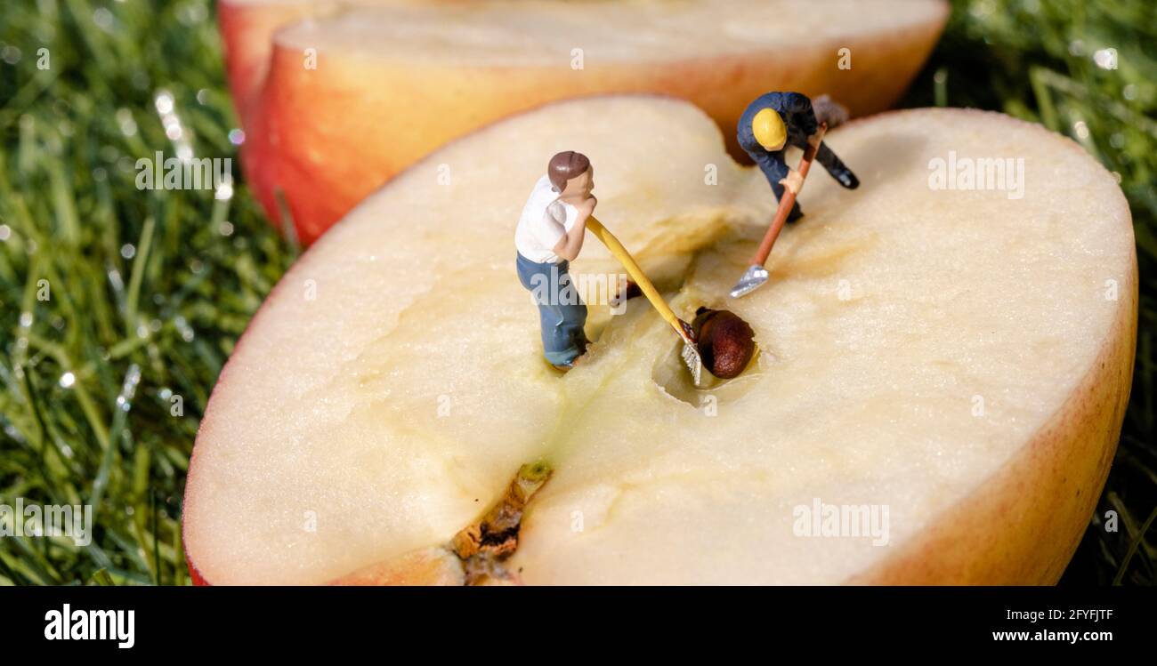 Figure in miniatura che lavorano su una mela , scavando fuori i semi Foto Stock