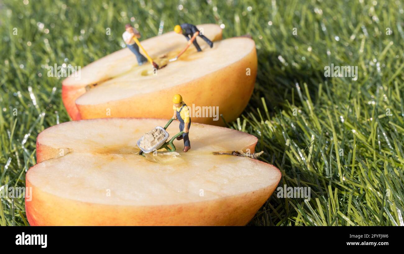 Figure in miniatura che lavorano su una mela , scavando fuori i semi Foto Stock