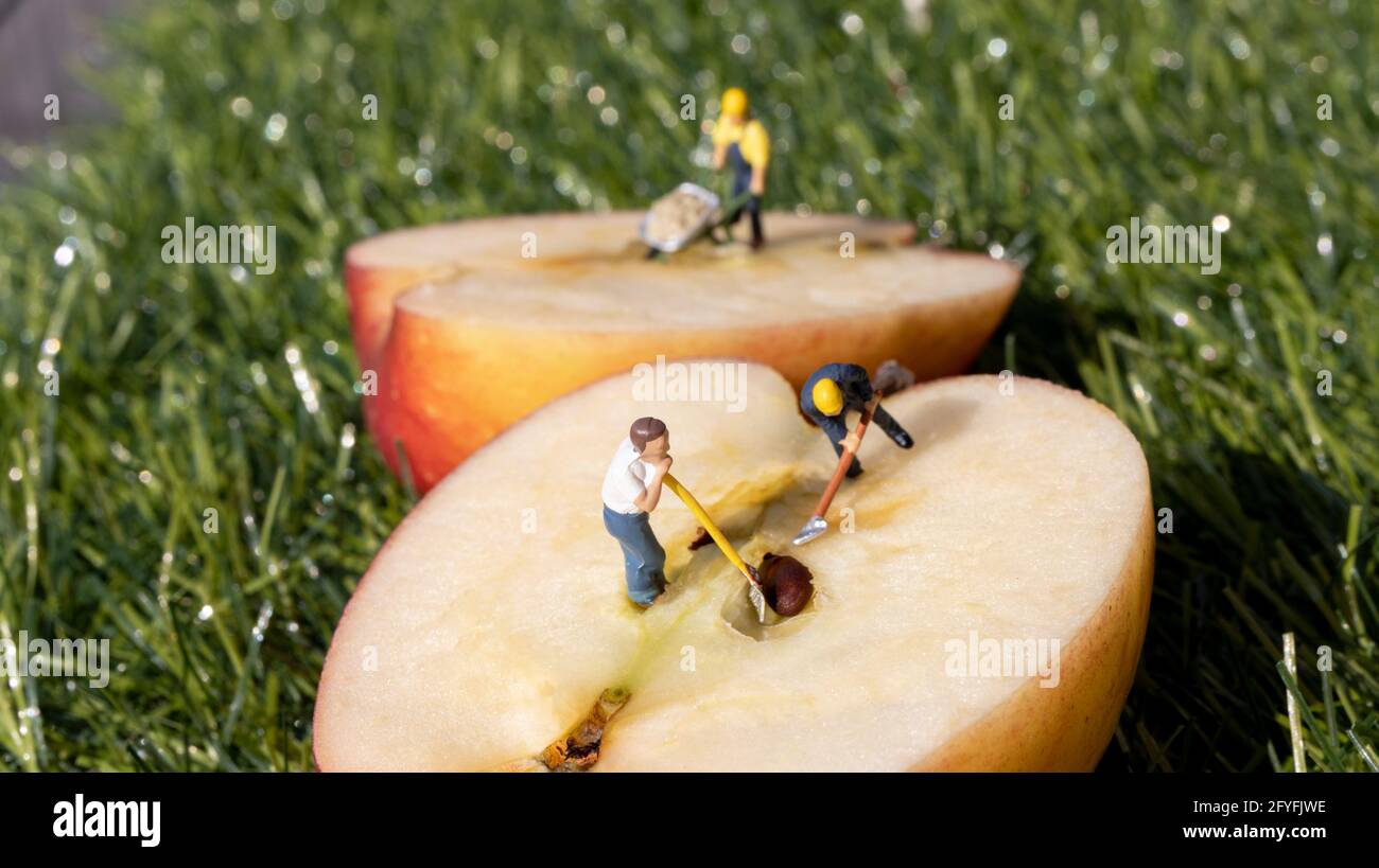 Figure in miniatura che lavorano su una mela , scavando fuori i semi Foto Stock