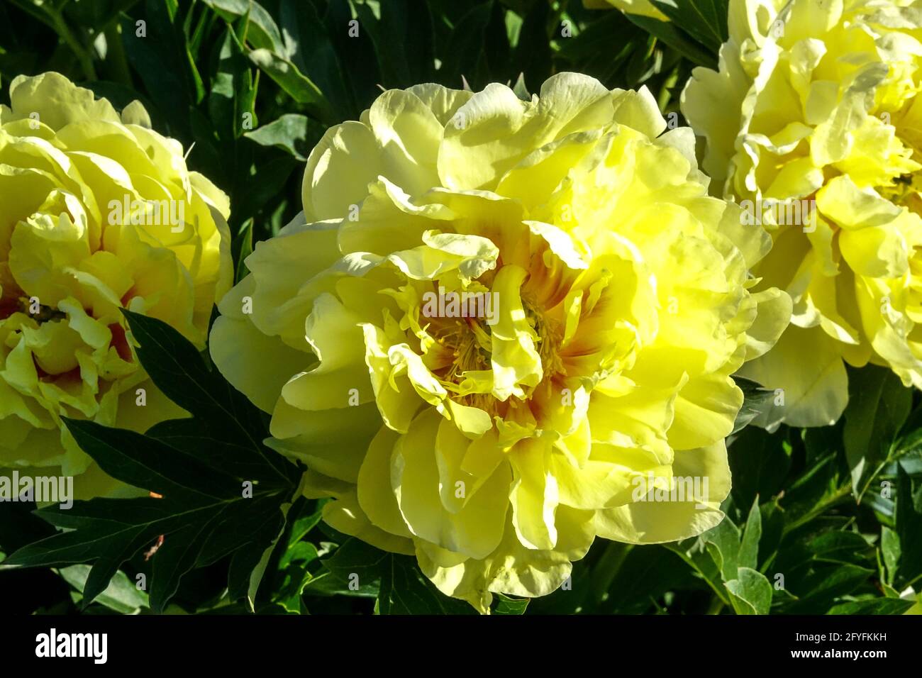 Paeonia Bartzella giallo limone grande e soffice fiore a forma di ciotola Itoh peonia intersezionale Peonia giallo brillante Fiore fioritura Peonie da giardino fiorite Foto Stock