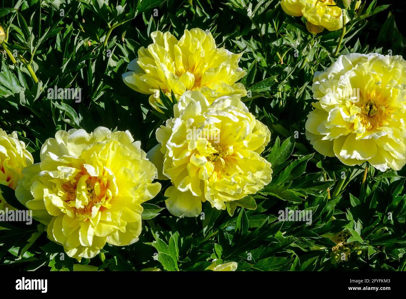 Peony Bartzella Paeonia grandi, profumati, semi-doppi o doppi, fiori gialli al limone si mescolano tra un albero peonia erbacea fiori di peonia peonie Foto Stock