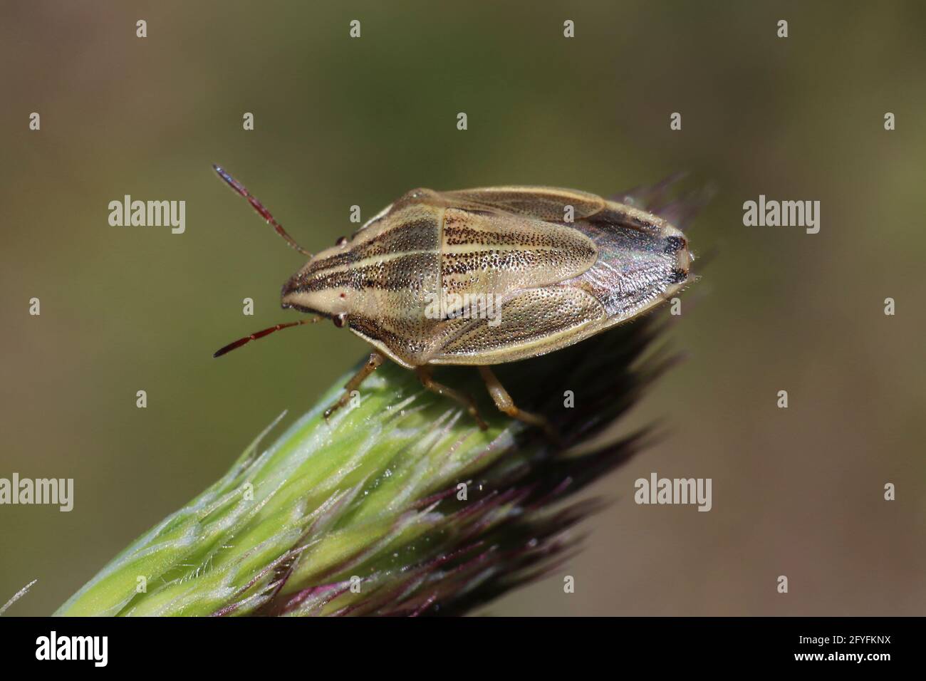 Mitre Shieldbug del Vescovo Aelia acuminata Foto Stock