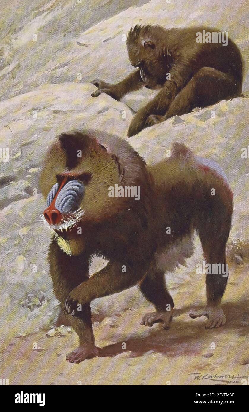Il mandrillo (Mandrill sphinx qui come Maimon mormon) è un primate della famiglia delle scimmie del Vecchio mondo (Cercopithecidae). Dal libro ' Animal portraiture ' di Richard Lydekker, e illustrato da Wilhelm Kuhnert, pubblicato a Londra da Frederick Warne & Co. Nel 1912 Foto Stock